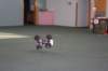 img_5431_small.jpg